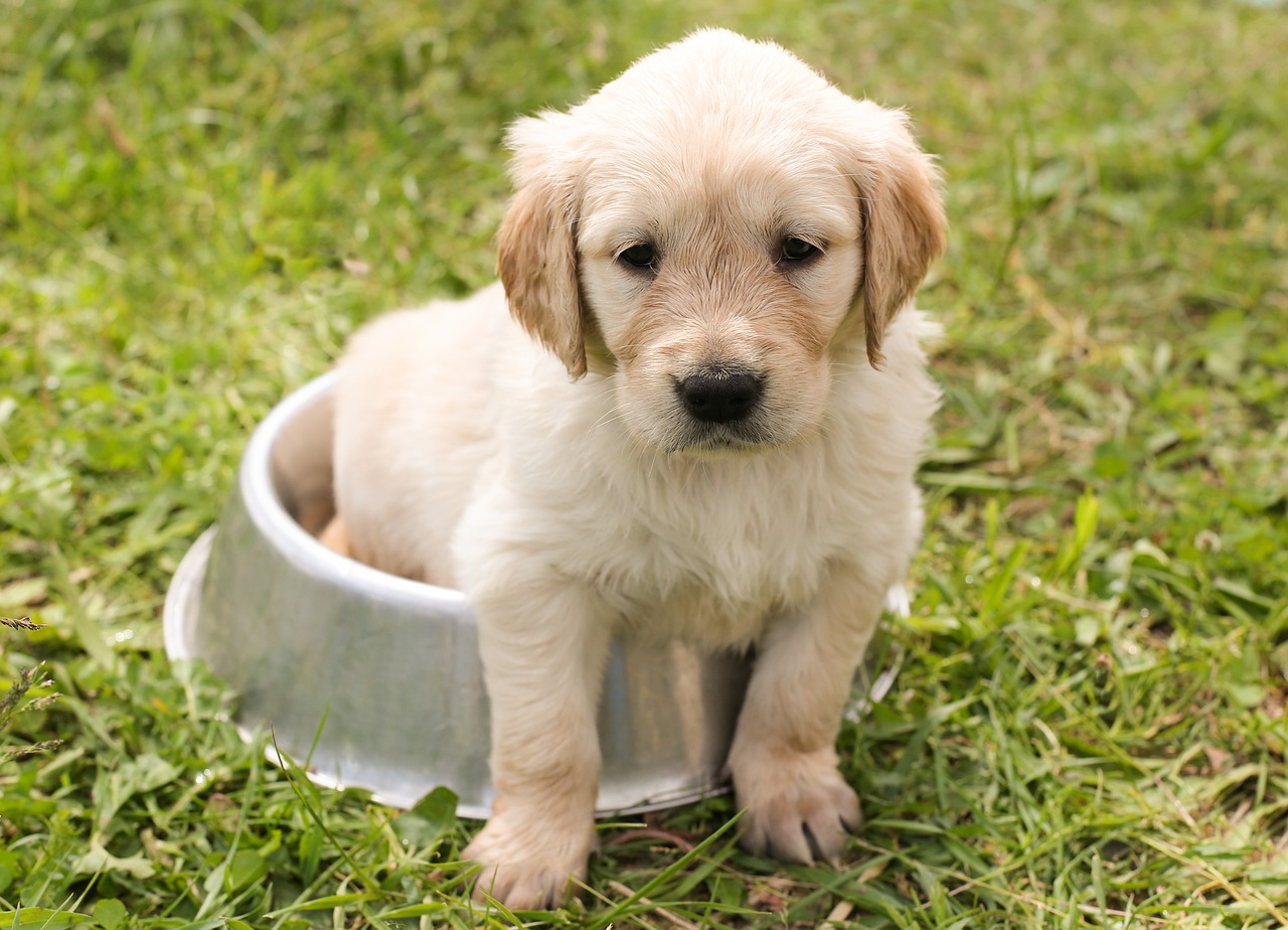 How Much Chicken And Rice To Feed Dog